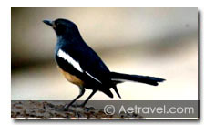 Birding in East India