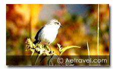 Birding in Ladakh