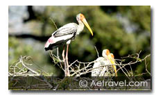 Birding Tour in Rajasthan 